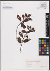 Foto von Salix aurita L.